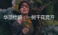 华顶杜鹃：一树千花竞开放 一眼千年醉游人